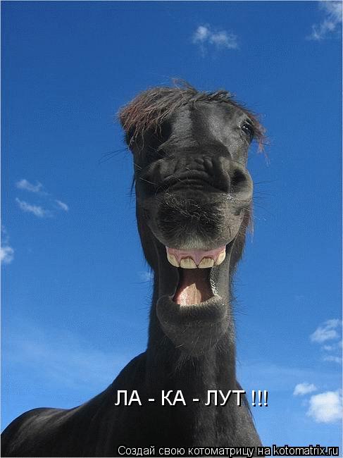 Котоматрица: ЛА - КА - ЛУТ !!!