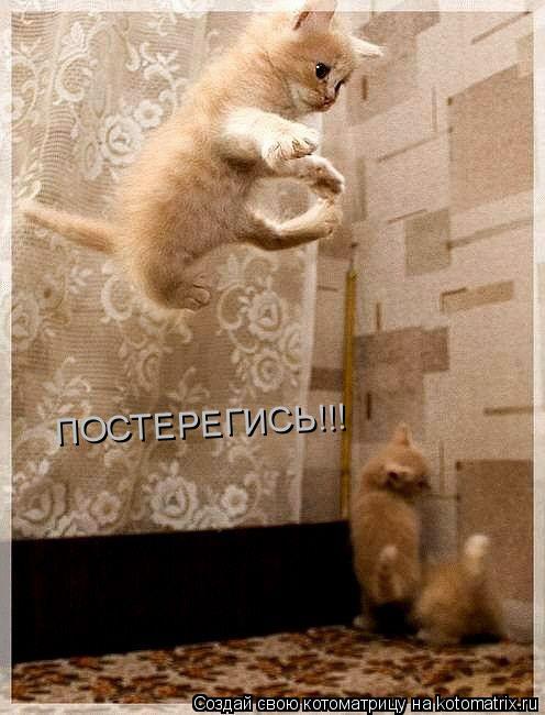 Котоматрица: ПОСТЕРЕГИСЬ!!!