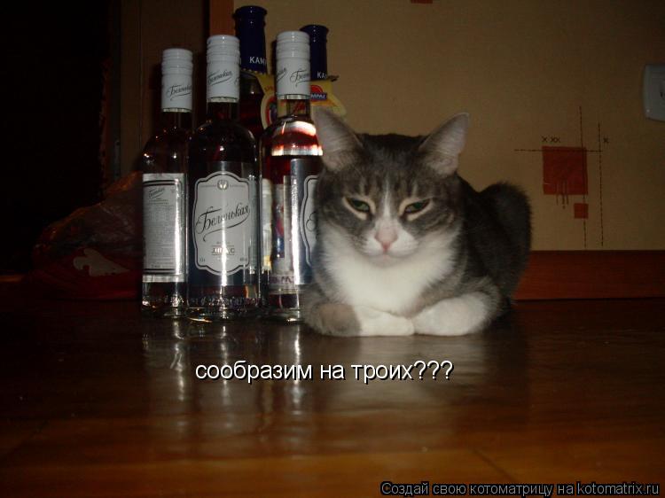 Котоматрица: сообразим на троих???