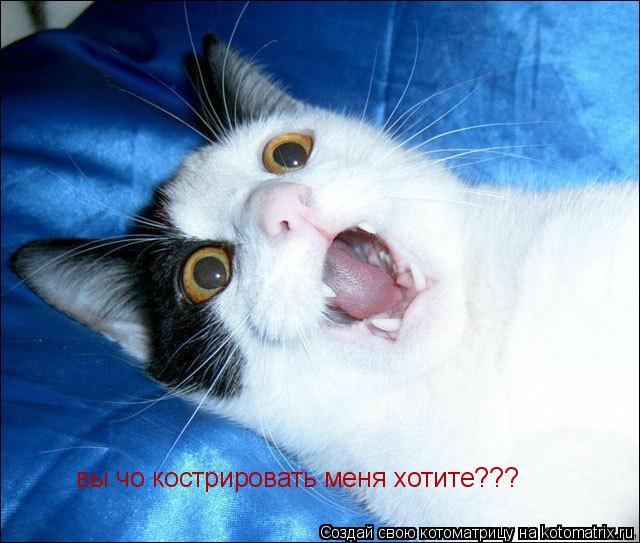 вы чо кострировать меня хотите???... Котоматрица: вы чо кострировать меня хотите???