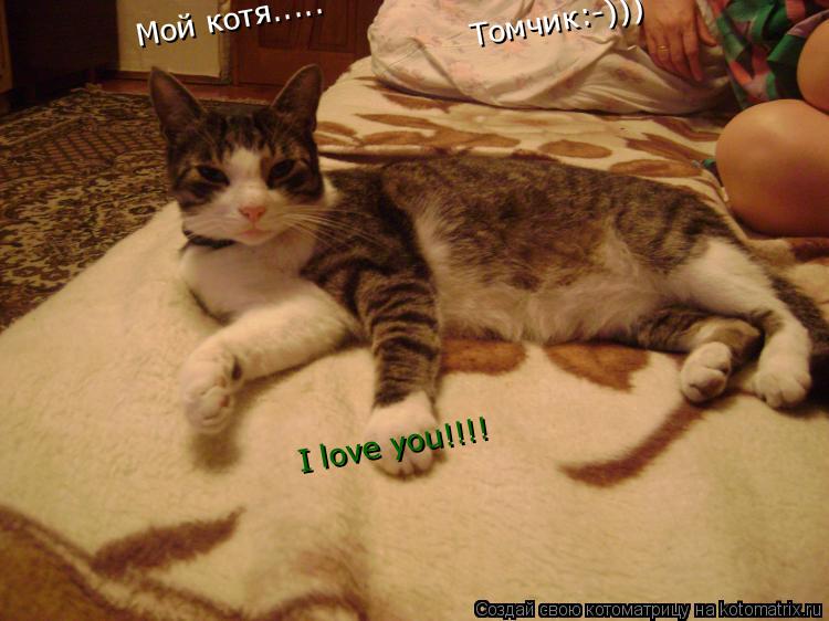 Мой котя..... Томчик:-))) I love you!!!!... Котоматрица: Мой котя..... Томчик:-))) I love you!!!!