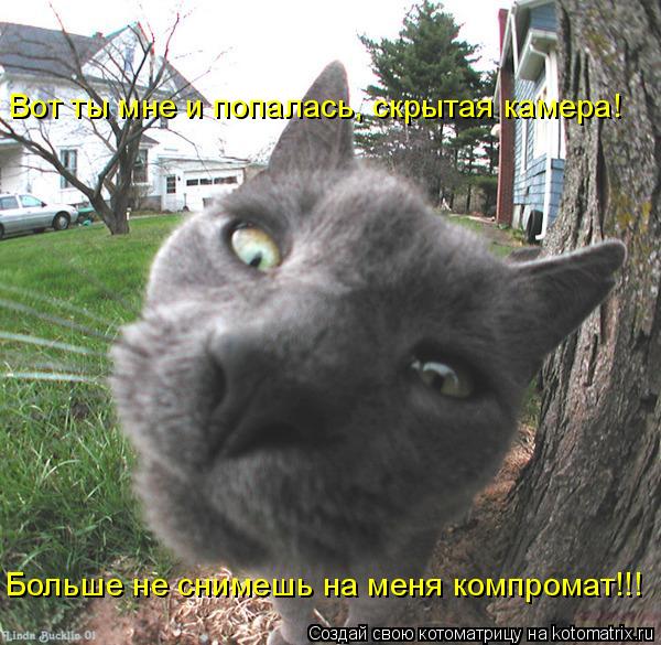 Вот ты мне и попалась, скрытая камера! Больше не снимешь на меня компромат!!!... Котоматрица: Вот ты мне и попалась, скрытая камера! Больше не снимешь на меня компромат!!!