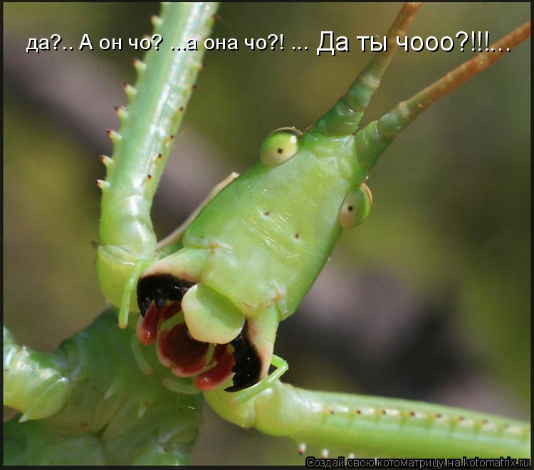 Котоматрица: да?.. А он чо? ...а она чо?! ... Да ты чооо?!!!...