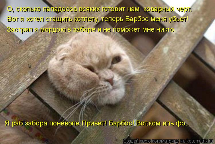 Котоматрица: О, сколько пападосов всяких готовит нам  коварный черт… Вот я хотел стащить котлету, теперь Барбос меня убьет! Застрял я мордою в заборе и н