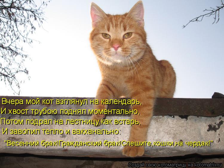 Котоматрица: Вчера мой кот взглянул на календарь, И хвост трубою поднял моментально, Потом подрал на лестницу,как встарь, И завопил тепло и вакханально: "