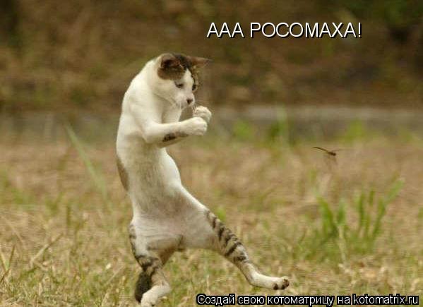 Котоматрица: ААА РОСОМАХА!