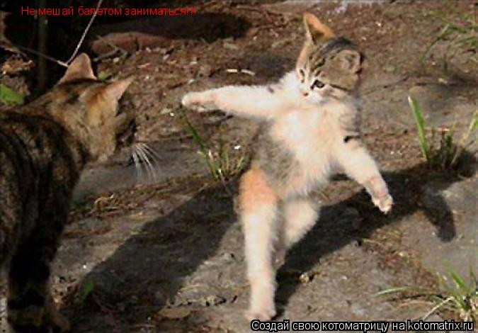 Не мешай балетом заниматься!!!... Котоматрица: Не мешай балетом заниматься!!!