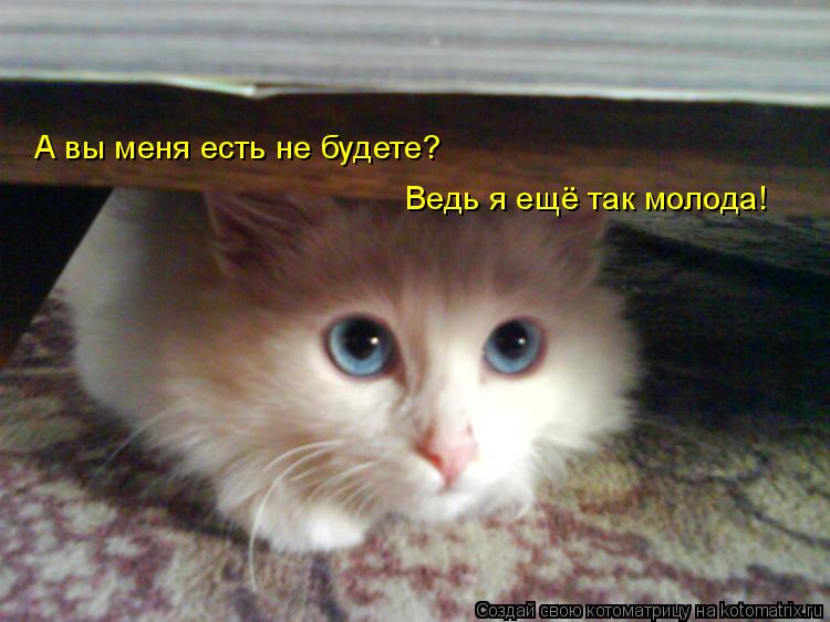 А вы меня есть не будете? Ведь я ещё так молода!... Котоматрица: А вы меня есть не будете? Ведь я ещё так молода!