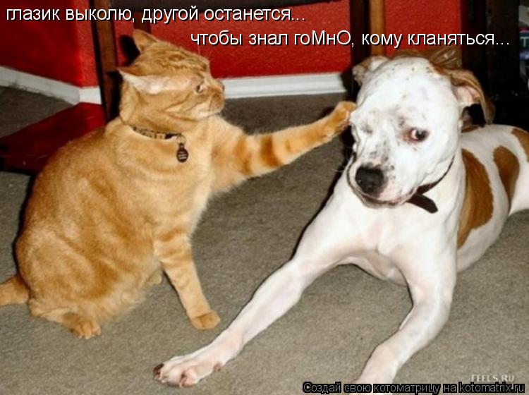 Котоматрица: глазик выколю, другой останется... чтобы знал гоМнО, кому кланяться...