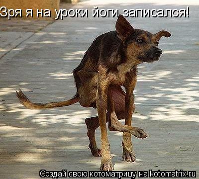 Котоматрица: Зря я на уроки йоги записался!