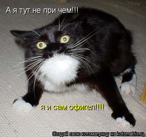 А я тут не при чем!!! я и сам офигел!!!!... Котоматрица: А я тут не при чем!!! я и сам офигел!!!!