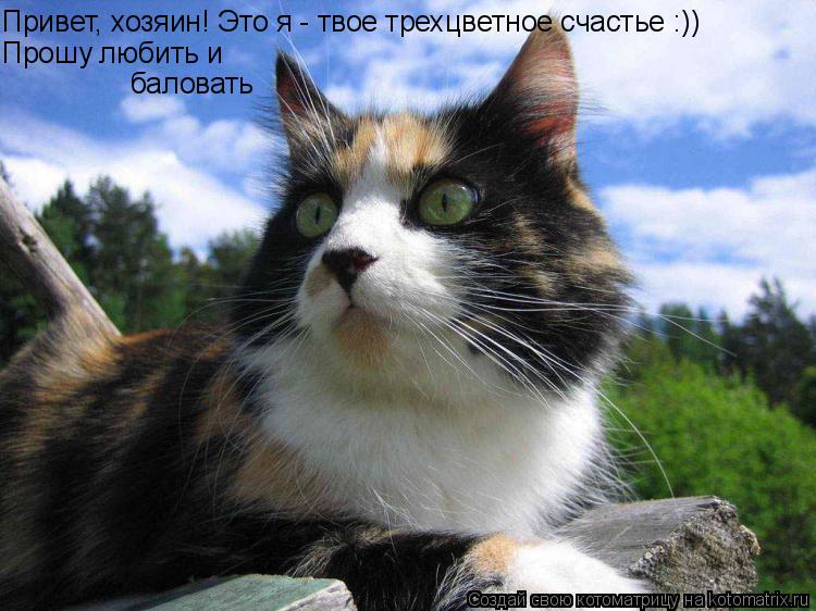 Привет, хозяин! Это я - твое трехцветное счастье :)) Прошу любить и баловать... Котоматрица: Привет, хозяин! Это я - твое трехцветное счастье :)) Прошу любить и баловать