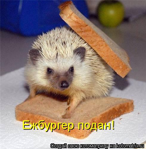 Котоматрица: Ежбургер подан!