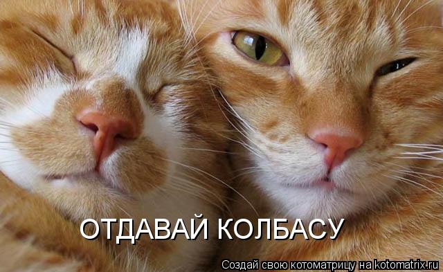 ОТДАВАЙ КОЛБАСУ... Котоматрица: ОТДАВАЙ КОЛБАСУ