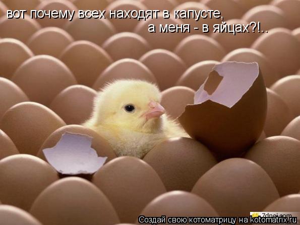 вот почему всех находят в капусте, а меня - в яйцах?!..... Котоматрица: вот почему всех находят в капусте, а меня - в яйцах?!..