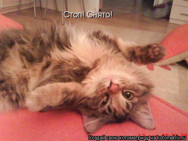 Котоматрица: Стоп! Снято! Стоп! Снято!