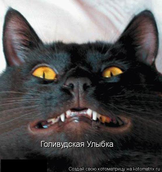 Голивудская Улыбка... Котоматрица: Голивудская Улыбка