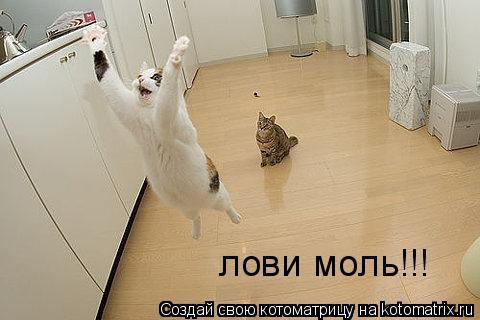 лови моль!!!... Котоматрица: лови моль!!!