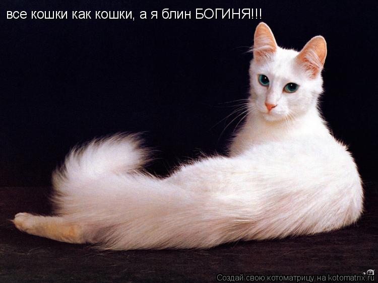 все кошки как кошки, а я блин БОГИНЯ!!!... Котоматрица: все кошки как кошки, а я блин БОГИНЯ!!!