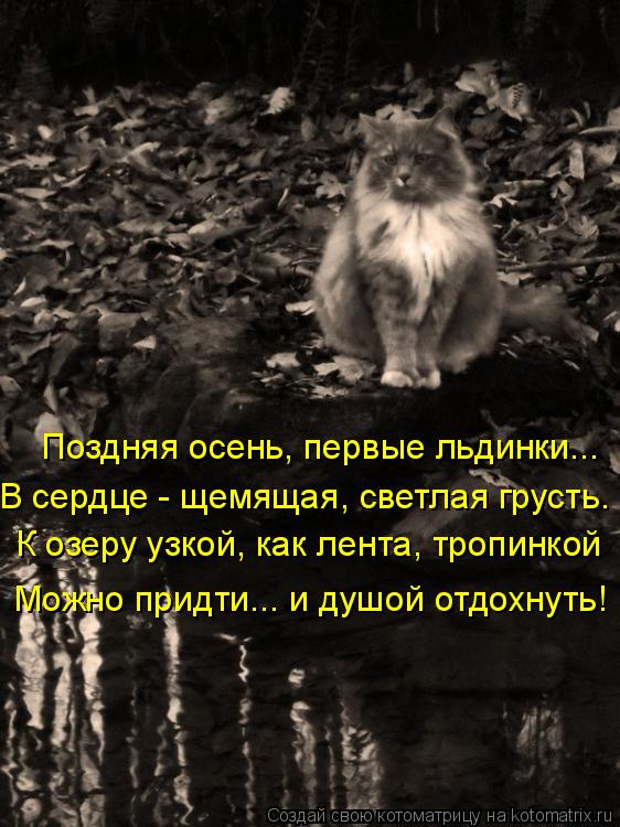 Котоматрица: Поздняя осень, первые льдинки... В сердце - щемящая, светлая грусть. К озеру узкой, как лента, тропинкой Можно придти... и душой отдохнуть!