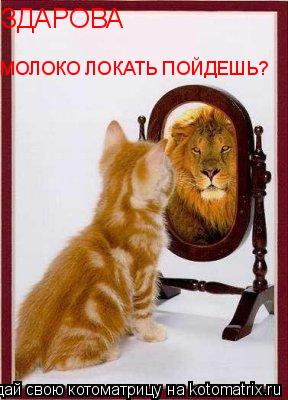 Котоматрица: ЗДАРОВА ЗДАРОВА МОЛОКО ЛОКАТЬ ПОЙДЕШЬ?