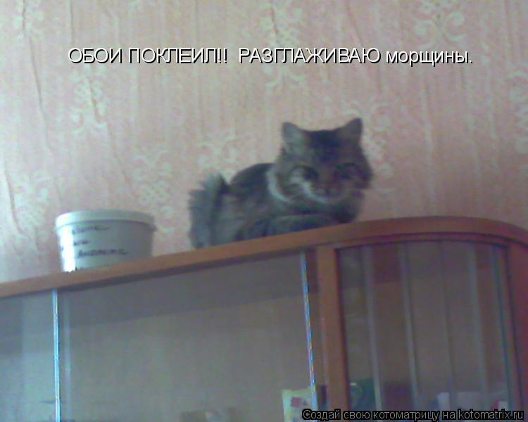 Котоматрица: ОБОИ ПОКЛЕИЛ!!  РАЗГЛАЖИВАЮ морщины.