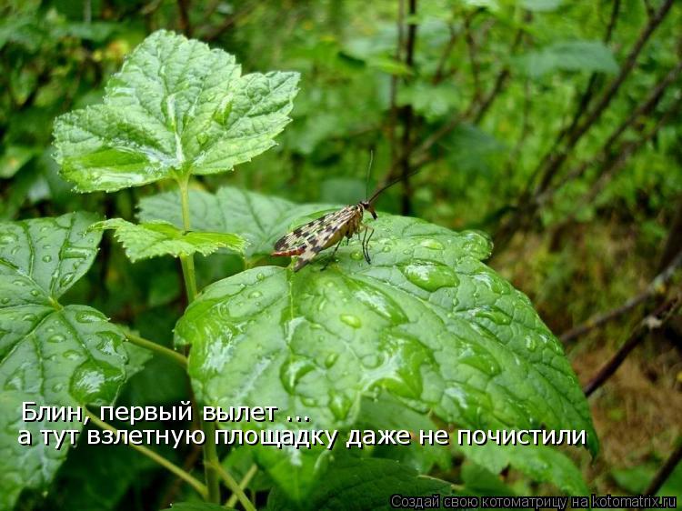 Котоматрица: Блин, первый вылет ... а тут взлетную площадку даже не почистили