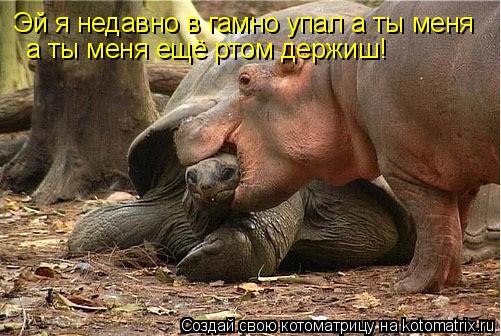 Котоматрица: Эй я недавно в гамно упал а ты меня  а ты меня ещё ртом держиш!