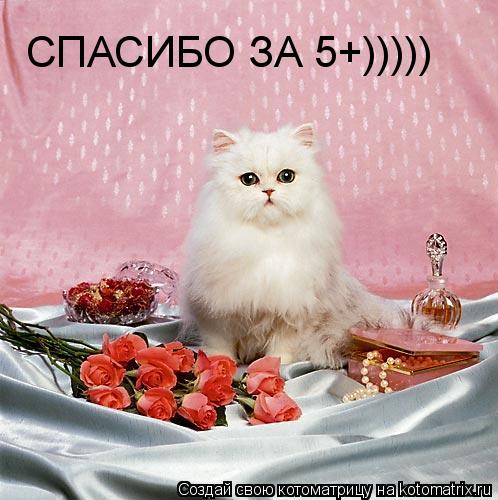 СПАСИБО ЗА 5+)))))... Котоматрица: СПАСИБО ЗА 5+)))))