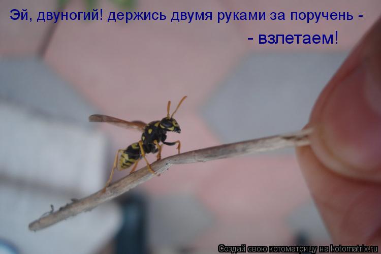 Котоматрица: Эй, двуногий! держись двумя руками за поручень - - взлетаем!