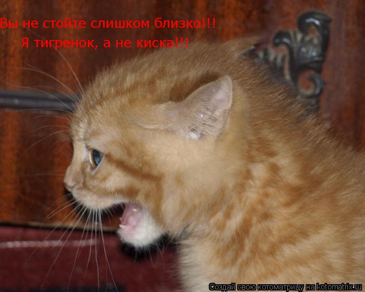 Котоматрица: Вы не стойте слишком близко!!! Я тигренок, а не киска!!!