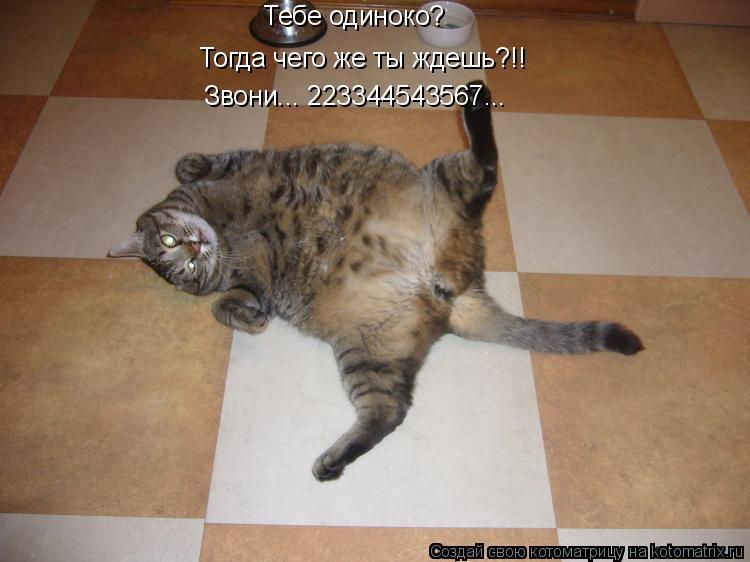 Котоматрица: Тебе одиноко? Тебе одиноко? Тогда чего же ты ждешь?!! Звони... 223344543567...