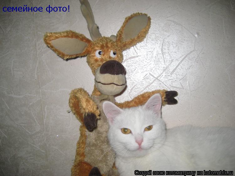 Котоматрица: семейное фото!