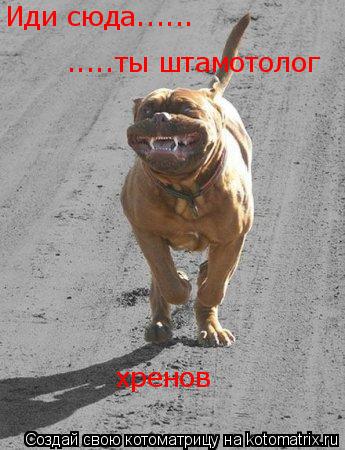 Котоматрица: Иди сюда...... .....ты штамотолог хренов