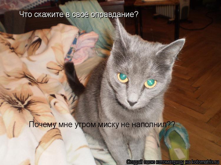 Что скажите в своё оправдание? Почему мне утром миску не наполнил??... Котоматрица: Что скажите в своё оправдание? Почему мне утром миску не наполнил??