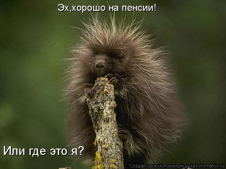 Эх,хорошо на пенсии! Или где это я?... Котоматрица: Эх,хорошо на пенсии! Или где это я?