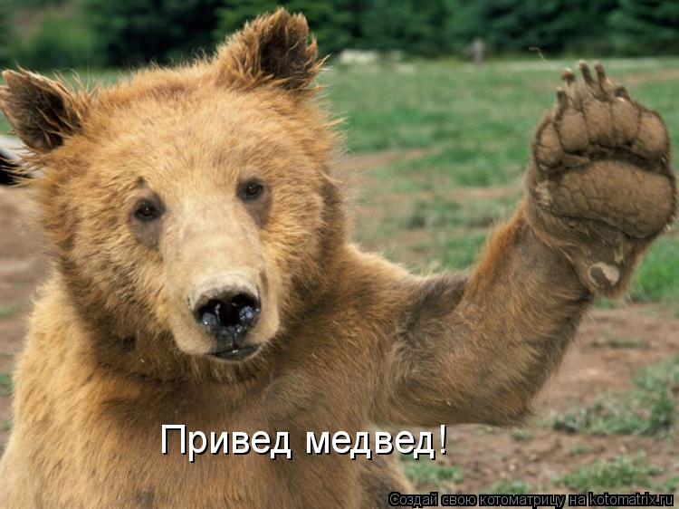 Привед медвед!... Котоматрица: Привед медвед!