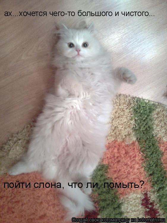 ах...хочется чего-то большого и чистого... пойти слона, что ли, помыть?... Котоматрица: ах...хочется чего-то большого и чистого... пойти слона, что ли, помыть?