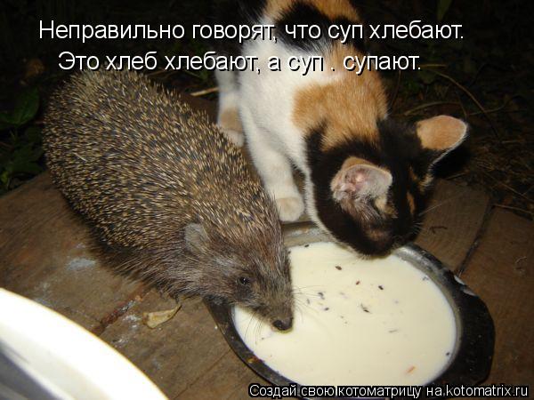 Неправильно говорят, что суп хлебают. Это хлеб хлебают, а суп — супают.... Котоматрица: Неправильно говорят, что суп хлебают. Это хлеб хлебают, а суп — супают.
