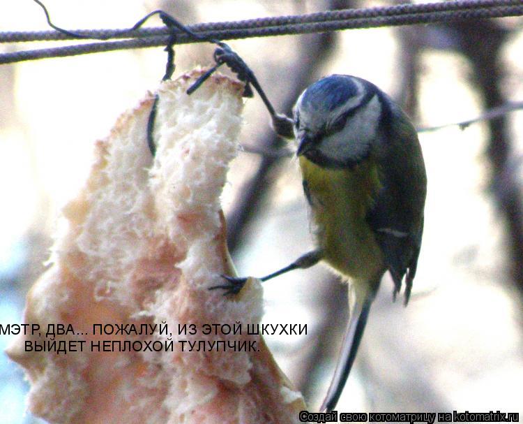 МЭТР, ДВА... ПОЖАЛУЙ, ИЗ ЭТОЙ ШКУХКИ ВЫЙДЕТ НЕПЛОХОЙ ТУЛУПЧИК.... Котоматрица: МЭТР, ДВА... ПОЖАЛУЙ, ИЗ ЭТОЙ ШКУХКИ ВЫЙДЕТ НЕПЛОХОЙ ТУЛУПЧИК.