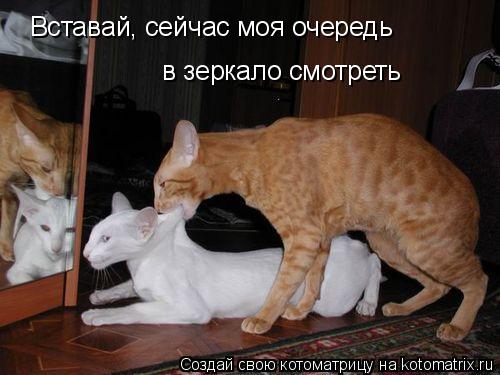 Вставай, сейчас моя очередь в зеркало смотреть... Котоматрица: Вставай, сейчас моя очередь в зеркало смотреть