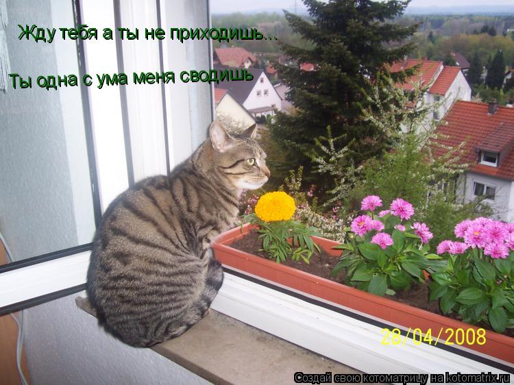 Жду тебя а ты не приходишь... Ты одна с ума меня сводишь... Котоматрица: Жду тебя а ты не приходишь... Ты одна с ума меня сводишь