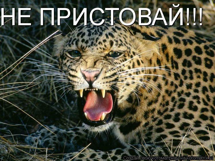 Котоматрица: НЕ ПРИСТОВАЙ!!!