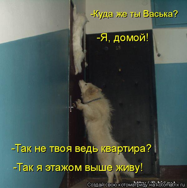 -Так я этажом выше живу! -Так не твоя ведь квартира? -Куда же ты Васька? -Я, домой!... Котоматрица: -Так я этажом выше живу! -Так не твоя ведь квартира? -Куда же ты Васька? -Я, домой!