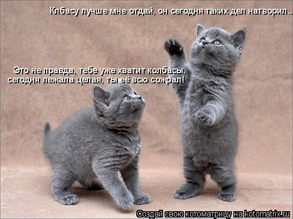 Котоматрица: Клбасу лучше мне отдай, он сегодня таких дел натворил... Это не правда, тебе уже хватит колбасы, сегодня лежала целая, ты её всю сожрал!