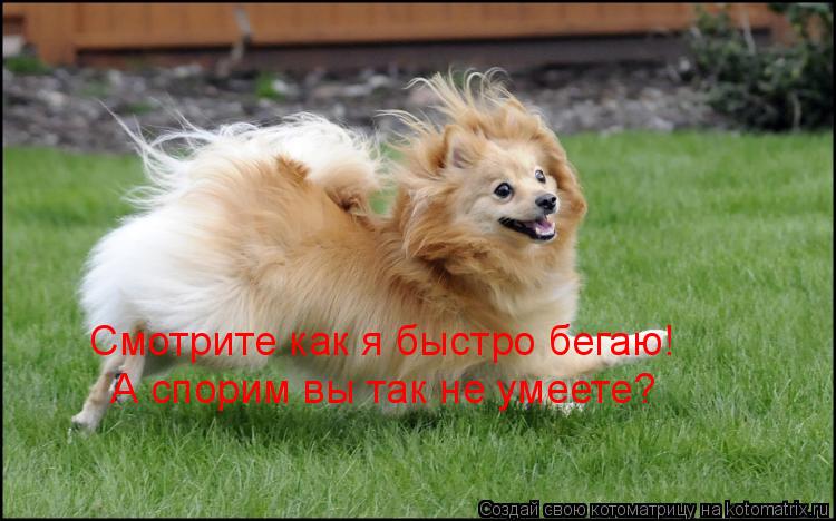 Смотрите как я быстро бегаю! А спорим вы так не умеете?... Котоматрица: Смотрите как я быстро бегаю! А спорим вы так не умеете?
