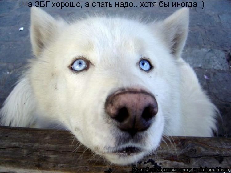Котоматрица: На ЗБГ хорошо, а спать надо...хотя бы иногда :)