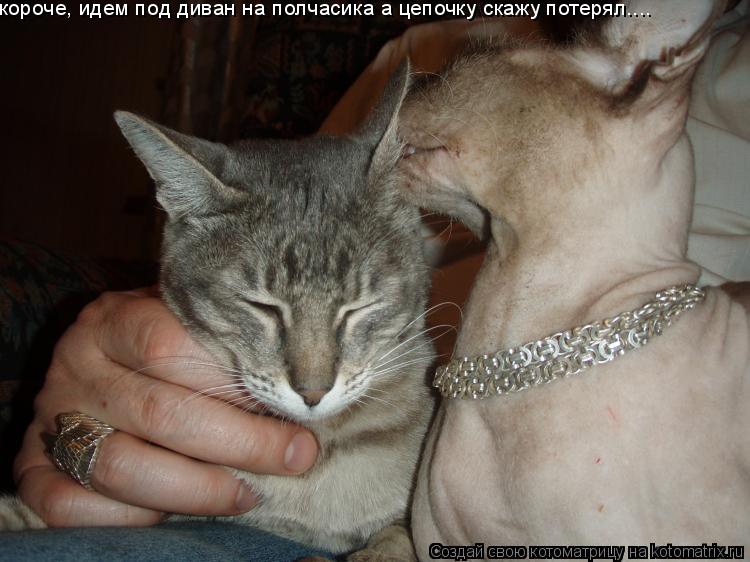 короче, идем под диван на полчасика а цепочку скажу потерял....... Котоматрица: короче, идем под диван на полчасика а цепочку скажу потерял....