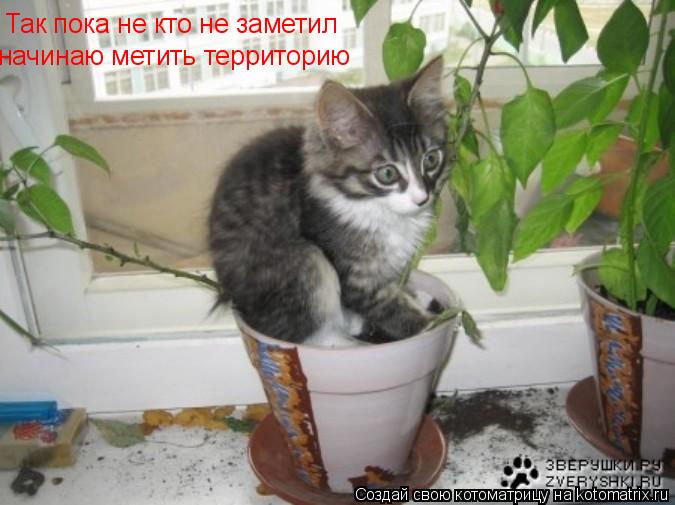 Так пока не кто не заметил начинаю метить территорию... Котоматрица: Так пока не кто не заметил начинаю метить территорию