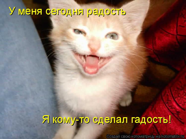 У меня сегодня радость Я кому-то сделал гадость!... Котоматрица: У меня сегодня радость Я кому-то сделал гадость!